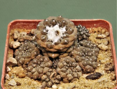 copiapoa-hypogaea-2