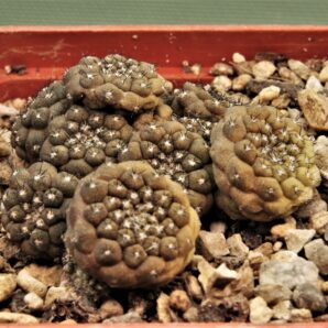 copiapoa-hypogaea-3