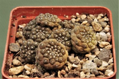 copiapoa-hypogaea-3