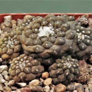 copiapoa-hypogaea-4