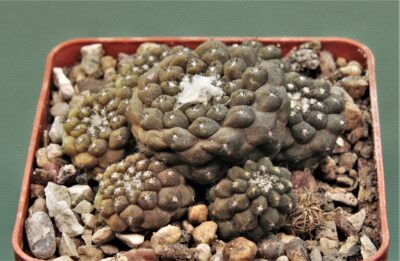 copiapoa-hypogaea-4
