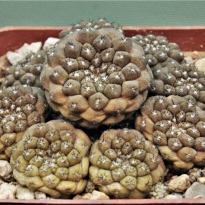 copiapoa-hypogaea-5