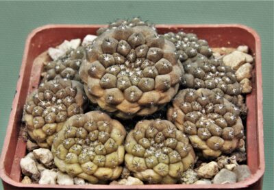 copiapoa-hypogaea-5