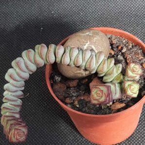 Crassula nealeana