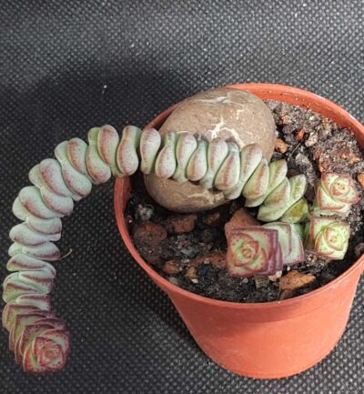 Crassula nealeana