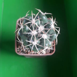 Coryphantha garessii