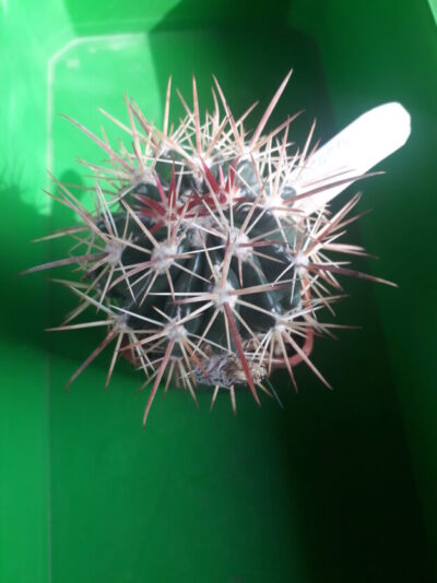 FEROCACTUS fordii
