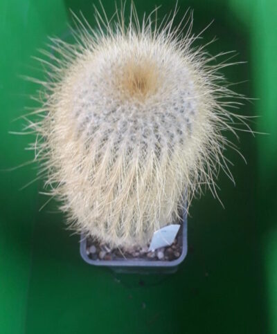 Eriocactus leninghausi