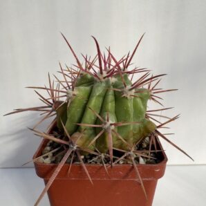 Ferocactus pilosus, El Herrero, SLP