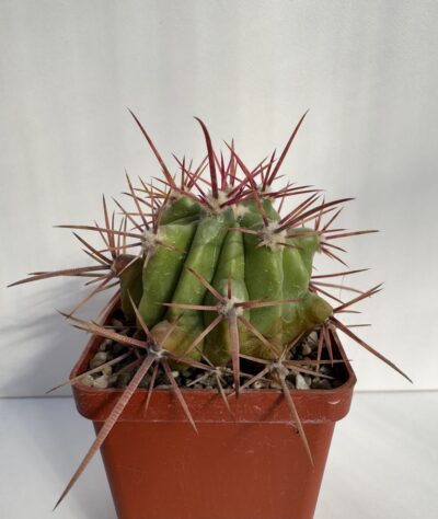 Ferocactus pilosus, El Herrero, SLP