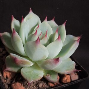 Echeveria chichuahuensis