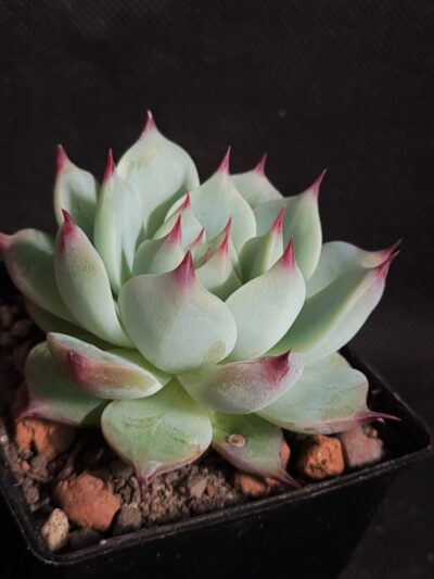 Echeveria chichuahuensis