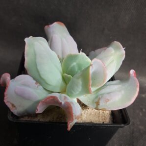 Echeveria culibra