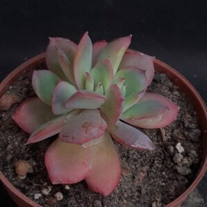 Echeveria Luella cristata.