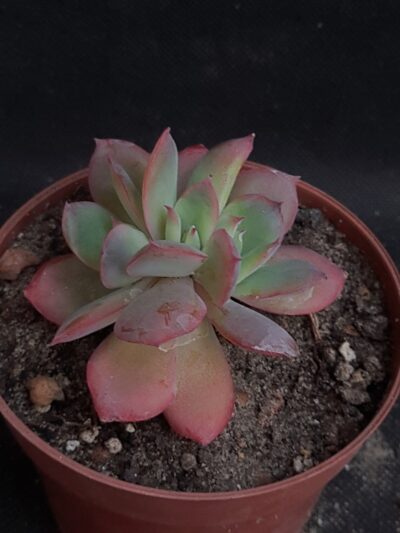 Echeveria Luella cristata.