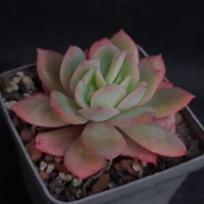 Echeveria Luella
