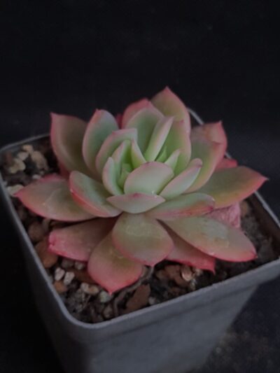 Echeveria Luella