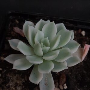 Echeveria Royal Chrysanthemum variegata