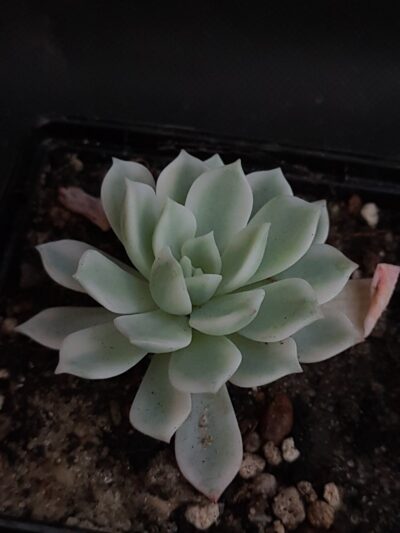 Echeveria Royal Chrysanthemum variegata
