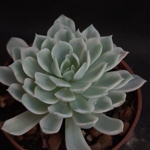 Echeveria 'Royal chrysanthemum' variegated