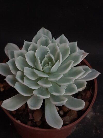 Echeveria 'Royal chrysanthemum' variegated
