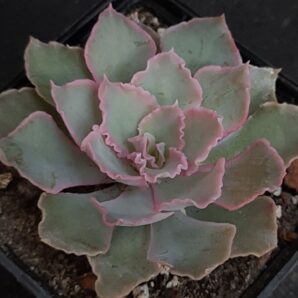 Echeveria shaviana (Mexican Hens)
