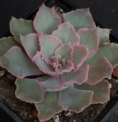 Echeveria shaviana (Mexican Hens)