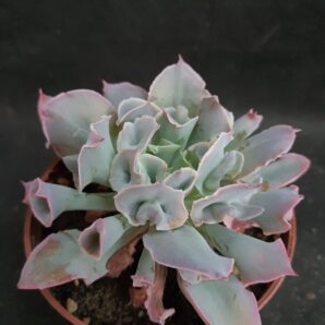 Echeveria Trumpet Pinky