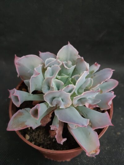 Echeveria Trumpet Pinky