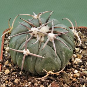 echinocactus-horizonthalonius-el-pegueto-2