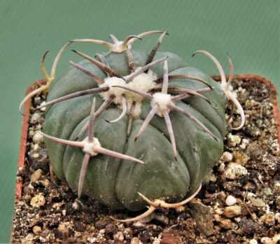 echinocactus-horizonthalonius-el-pegueto-2