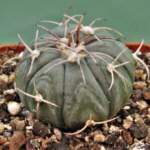 echinocactus-horizonthalonius-el-pegueto-3