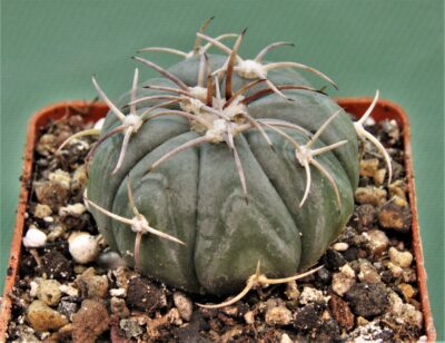 echinocactus-horizonthalonius-el-pegueto-3