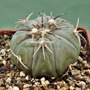echinocactus-horizonthalonius-el-pegueto-4
