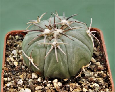 echinocactus-horizonthalonius-el-pegueto-4