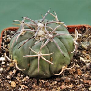 echinocactus-horizonthalonius-el-pegueto-5