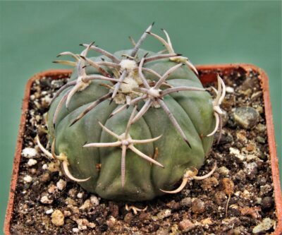echinocactus-horizonthalonius-el-pegueto-5