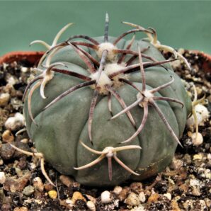 echinocactus-horizonthalonius-el-pegueto-6
