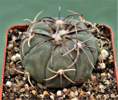 echinocactus-horizonthalonius-el-pegueto-6