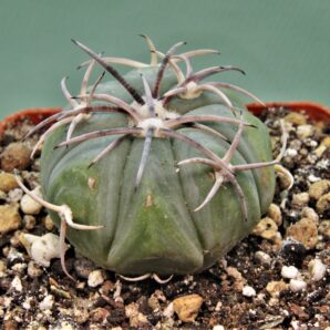 echinocactus-horizonthalonius-el-pegueto-7