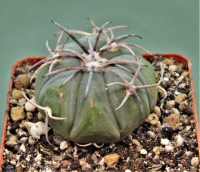 echinocactus-horizonthalonius-el-pegueto-7