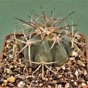 echinocactus-horizonthalonius-huizache-s.l.p.-1
