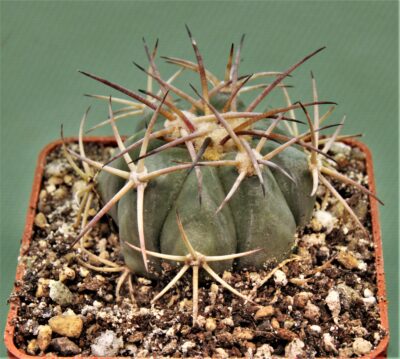 echinocactus-horizonthalonius-huizache-s.l.p.-1