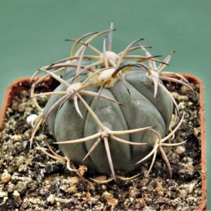 echinocactus-horizonthalonius-kmr-21-10