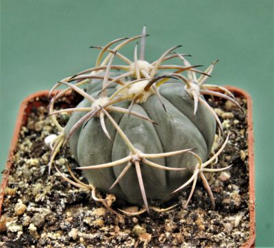 echinocactus-horizonthalonius-kmr-21-10