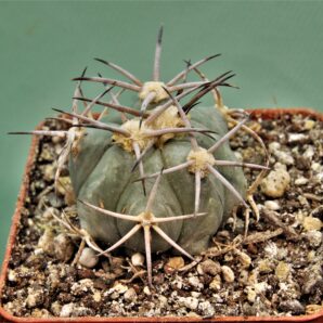 echinocactus-horizonthalonius-kmr-21-11