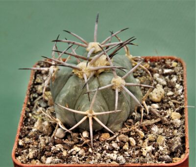 echinocactus-horizonthalonius-kmr-21-11