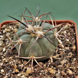 echinocactus-horizonthalonius-kmr-21-12