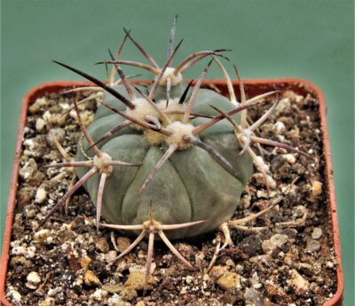 echinocactus-horizonthalonius-kmr-21-12