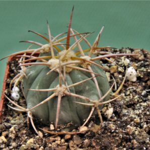 echinocactus-horizonthalonius-kmr-21-8